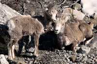 Stone Sheep, Northern British Columbia, Canada CM11-08