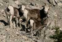 Stone Sheep Family, Northern British Columbia, Canada CM11-09