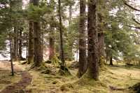 Bill Reid Burial Site, Tanu, T'aanuu Lnagaay, Sitka Spruce, Haida Heritage Site, Gwaii Haanas National Park,   British Columbia, Canada CM11-14