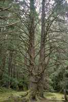 Tanu, T'aanuu Lnagaay, Sitka Spruce, Haida Heritage Site, Gwaii Haanas National Park,   British Columbia, Canada CM11-13