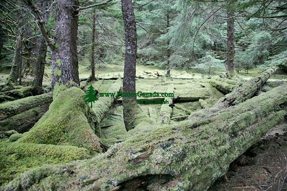 Tanu Village House Remains, T'aanuu Lnagaay, Haida Heritage Site, Gwaii Haanas National Park,   British Columbia, Canada CM11-11