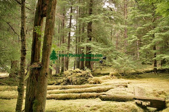 Tanu Village House Remains, T'aanuu Lnagaay, Haida Heritage Site, Gwaii Haanas National Park,   British Columbia, Canada CM11-10