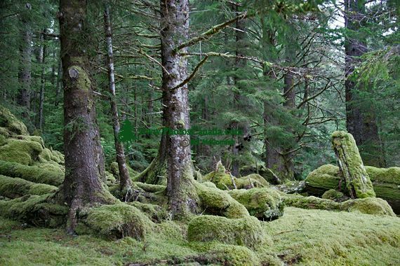 Tanu, T'aanuu Lnagaay, Haida Heritage Site, Gwaii Haanas National Park,   British Columbia, Canada CM11-09