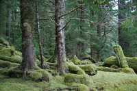 Tanu, T'aanuu Lnagaay, Haida Heritage Site, Gwaii Haanas National Park,   British Columbia, Canada CM11-09