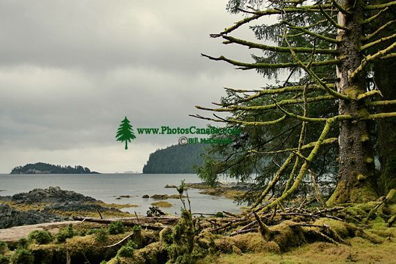 Tanu, T'aanuu Lnagaay, Laskeek Bay, Haida Heritage Site, Gwaii Haanas National Park,   British Columbia, Canada CM11-04