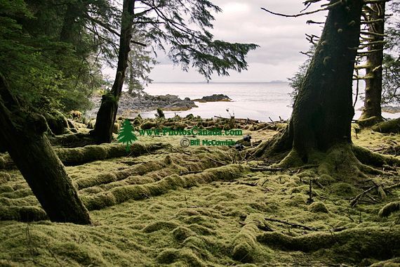 Tanu, T'aanuu Lnagaay, Laskeek Bay, Haida Heritage Site, Gwaii Haanas National Park,   British Columbia, Canada CM11-05