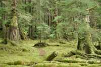 Tanu, T'aanuu Lnagaay, Haida Heritage Site, Gwaii Haanas National Park,   British Columbia, Canada CM11-08