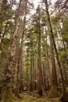 Tanu, T'aanuu Lnagaay, Sitka Spruce, Haida Heritage Site, Gwaii Haanas National Park,   British Columbia, Canada CM11-12