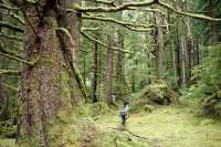 Tanu, T'aanuu Lnagaay, Haida Heritage Site, Gwaii Haanas National Park,   British Columbia, Canada CM11-07
