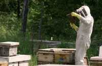 Beekeeper, British Columbia, Canada CM11-25 