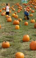 Pumpkin Patch, Salmon Arm, British Columbia, Canada CM11-17