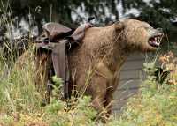 Stuffed Grizzly Bear, Southern BC CM11-02