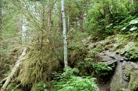 Highlight for Album: Thorsen Creek Petroglyphs, Bella Coola, British Columbia Stock Photos