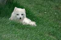 Artic Fox, Toronto Zoo, Ontario, Canada CM11-006