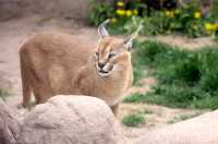 Caracal Lynx, Toronto Zoo, Ontario, Canada CM11-008