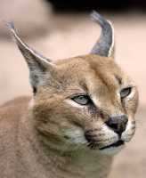 Caracal Lynx, Toronto Zoo, Ontario, Canada CM11-007
