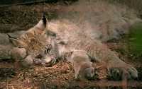 Cheetah Cub, Toronto Zoo, Ontario, Canada CM11-042 