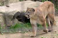 cougar_044.jpg
