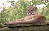 cougar_045.jpg
