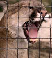 cougar_046.jpg