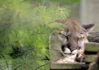 cougar_047.jpg
