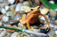 Yellow Frog, Toronto Zoo, Ontario, Canada CM11-019