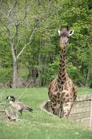 Giraffe, Toronto Zoo, Ontario, Canada CM11-024