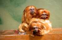 Golden Lion Tamarin, Toronto Zoo, Ontario, Canada CM11-041 