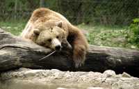 Grizzly Bear, Toronto Zoo, Ontario, Canada CM11-033