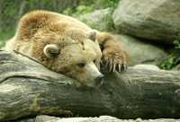 Grizzly Bear, Toronto Zoo, Ontario, Canada CM11-034