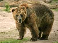 Grizzly Bear, Toronto Zoo, Ontario, Canada CM11-035