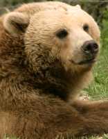 Grizzly Bear, Toronto Zoo, Ontario, Canada CM11-037