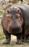 Hippopotamus, Toronto Zoo, Ontario, Canada CM11-016
