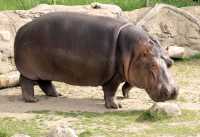 Hippopotamus, Toronto Zoo, Ontario, Canada CM11-017