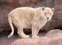 Lion, Toronto Zoo, Ontario, Canada CM11-004