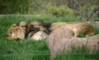 Lion, Toronto Zoo, Ontario, Canada CM11-005