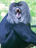 Lion Tailed Macaque, Toronto Zoo, Ontario, Canada CM11-025