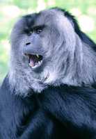 Lion Tailed Macaque, Toronto Zoo, Ontario, Canada CM11-026