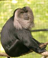Lion Tailed Macaque, Toronto Zoo, Ontario, Canada CM11-027