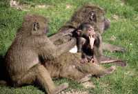 Monkeys, Toronto Zoo, Ontario, Canada CM11-010