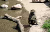 Monkeys, Toronto Zoo, Ontario, Canada CM11-011