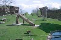 Monkeys, Toronto Zoo, Ontario, Canada CM11-012