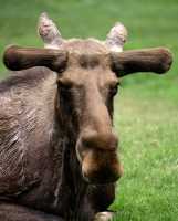 Moose, Toronto Zoo, Ontario, Canada CM11-038