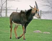 Sabre Antelope, Toronto Zoo, Ontario, Canada CM11-009