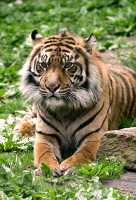 Siberian Tiger, Toronto Zoo, Ontario, Canada CM11-028