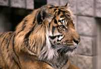 Siberian Tiger, Toronto Zoo, Ontario, Canada CM11-029