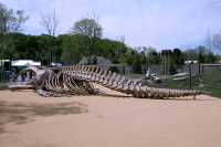 Toronto Zoo, Ontario, Canada CM11-001