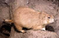 Toronto Zoo, Ontario, Canada CM11-018