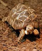 Turtle, Toronto Zoo, Ontario, Canada CM11-040 