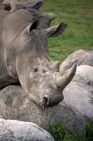 White Rhinoceros, Toronto Zoo, Ontario, Canada CM11-014